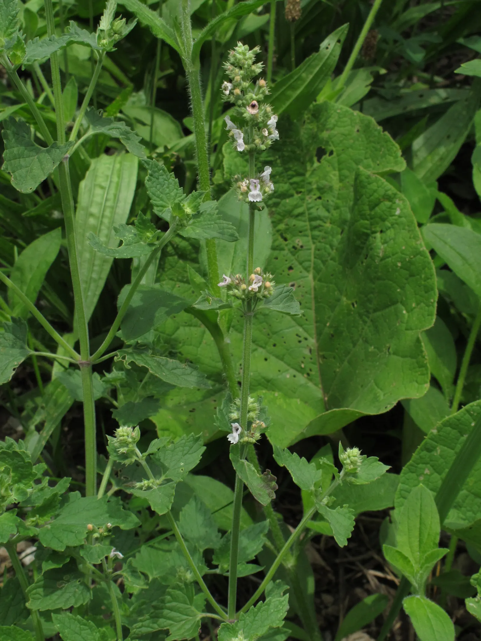 Catnip Mint (Nepeta Catariensis) — It typically attains heights of 2-3 feet and spreads 1-2 feet; from late spring to early autumn, image 67