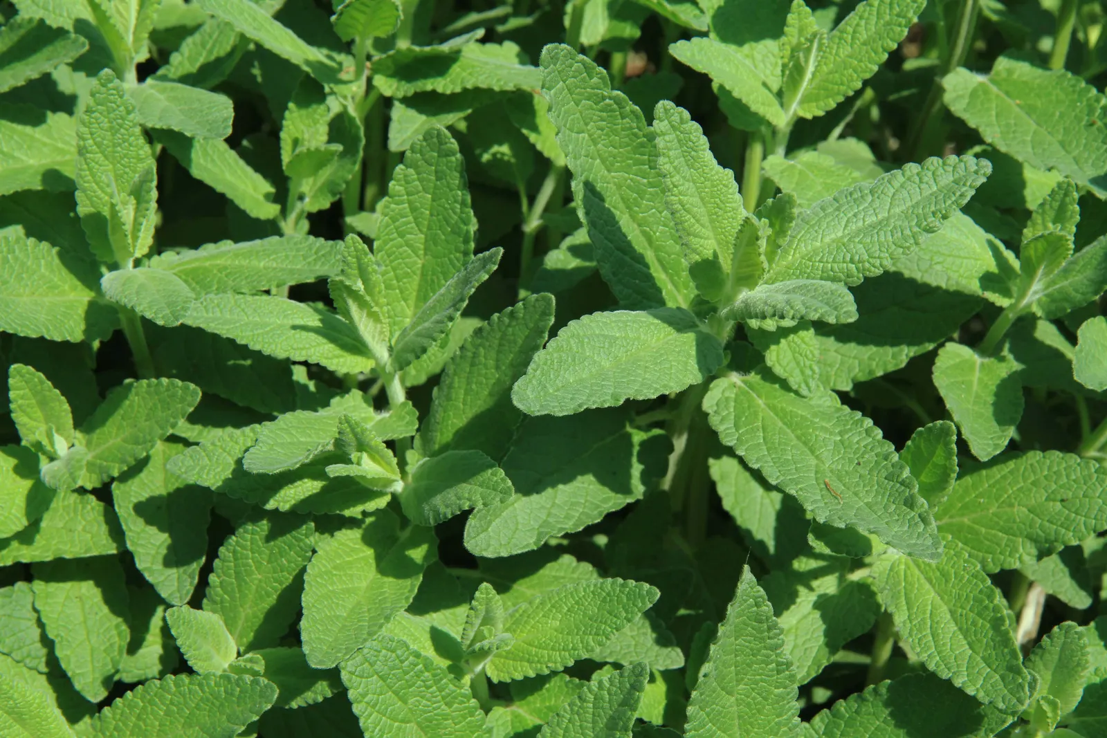 Catnip Mint (Nepeta Catariensis) — white to lavender flowers situated in whorls atop the stems; is a robust perennial herb, image 83