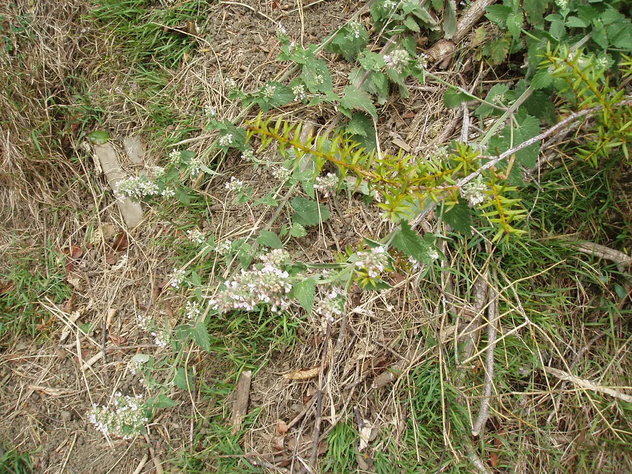 Catnip Mint (Nepeta Catariensis) — scientifically identified as Nepeta cataria