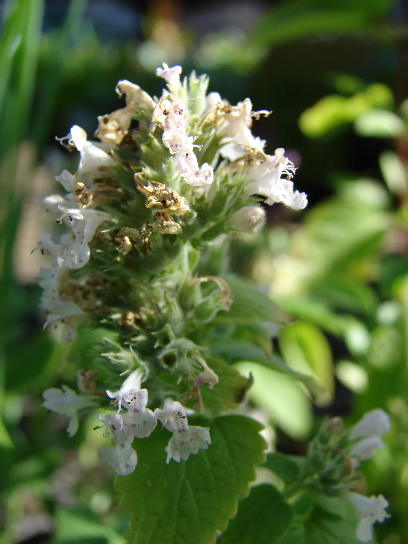 Catnip Mint (Nepeta Catariensis) — is a robust perennial herb