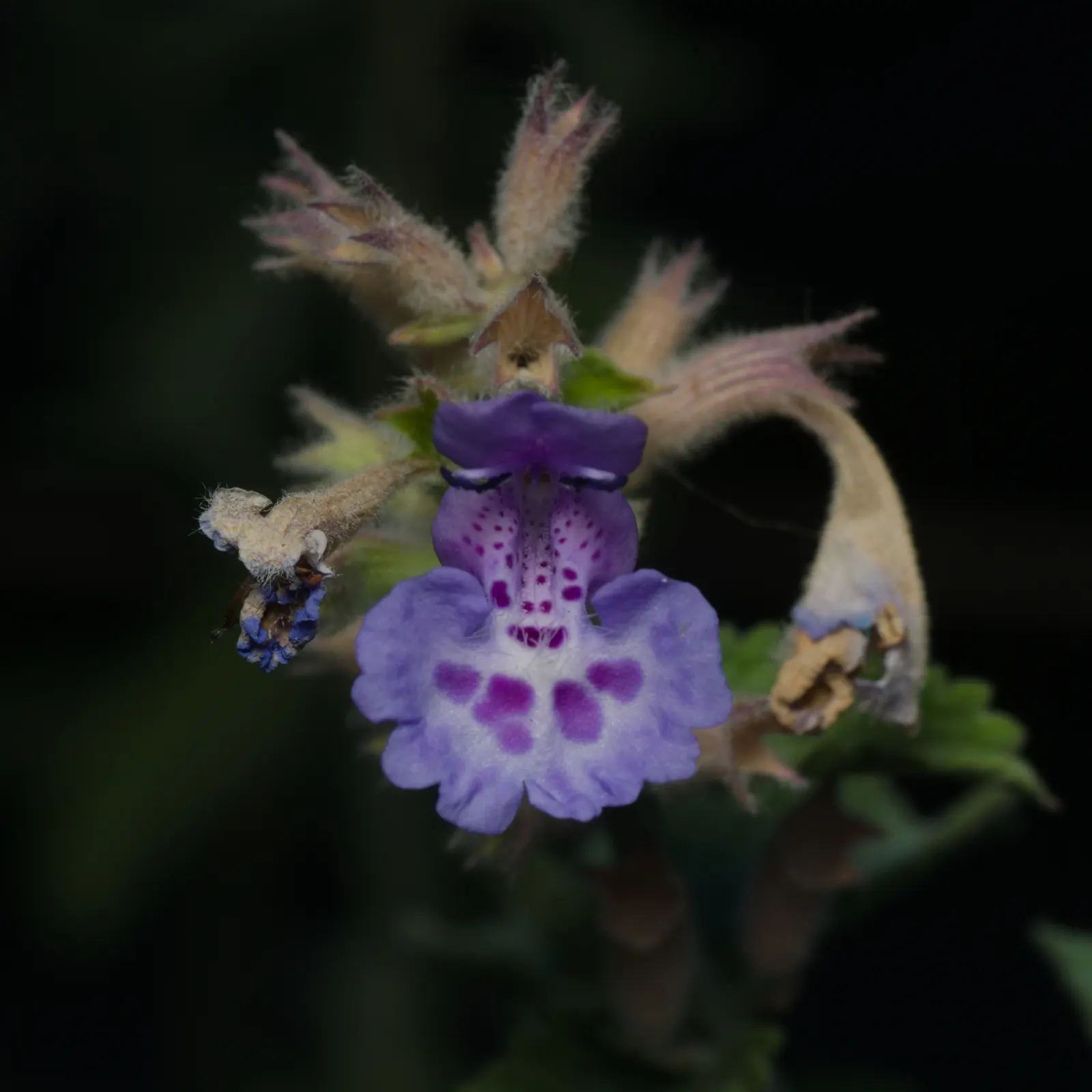 Catnip Mint (Nepeta Catariensis) — This drought-tolerant plant requires minimal maintenance; this floral show also attracts pollinators like bees, image 72