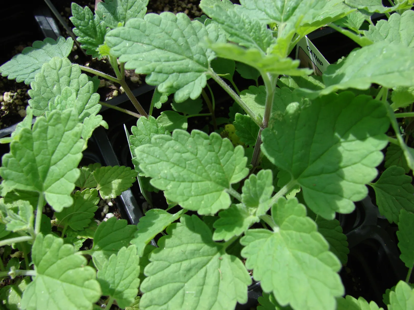 Catnip Mint (Nepeta Catariensis) — It performs best in full sun to part shade, preferring well-drained soils; catnip Mint averages a growth height of 2 to 3
