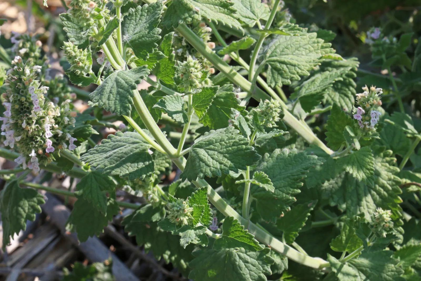 Catnip Mint (Nepeta Catariensis) — From late spring to early autumn; hardiness zones for Catnip Mint range from 3 to 9, image 82