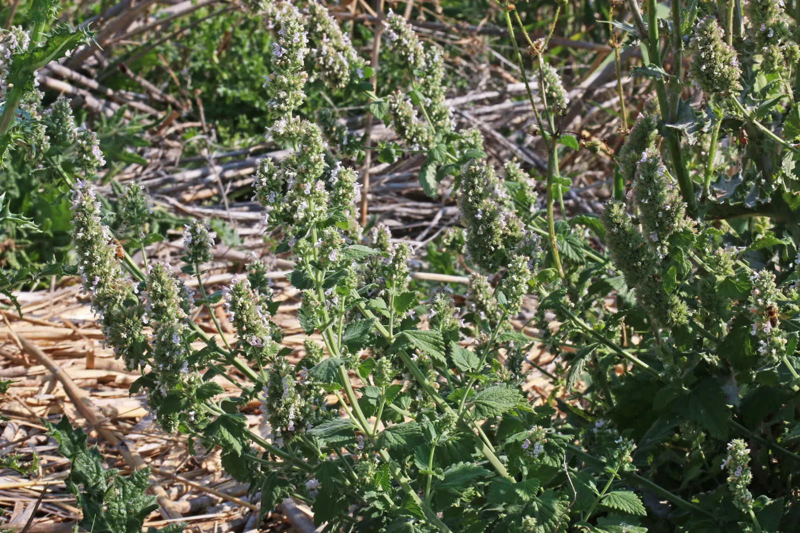 Catnip Mint (Nepeta Catariensis) — This floral show also attracts pollinators like bees and butterflies