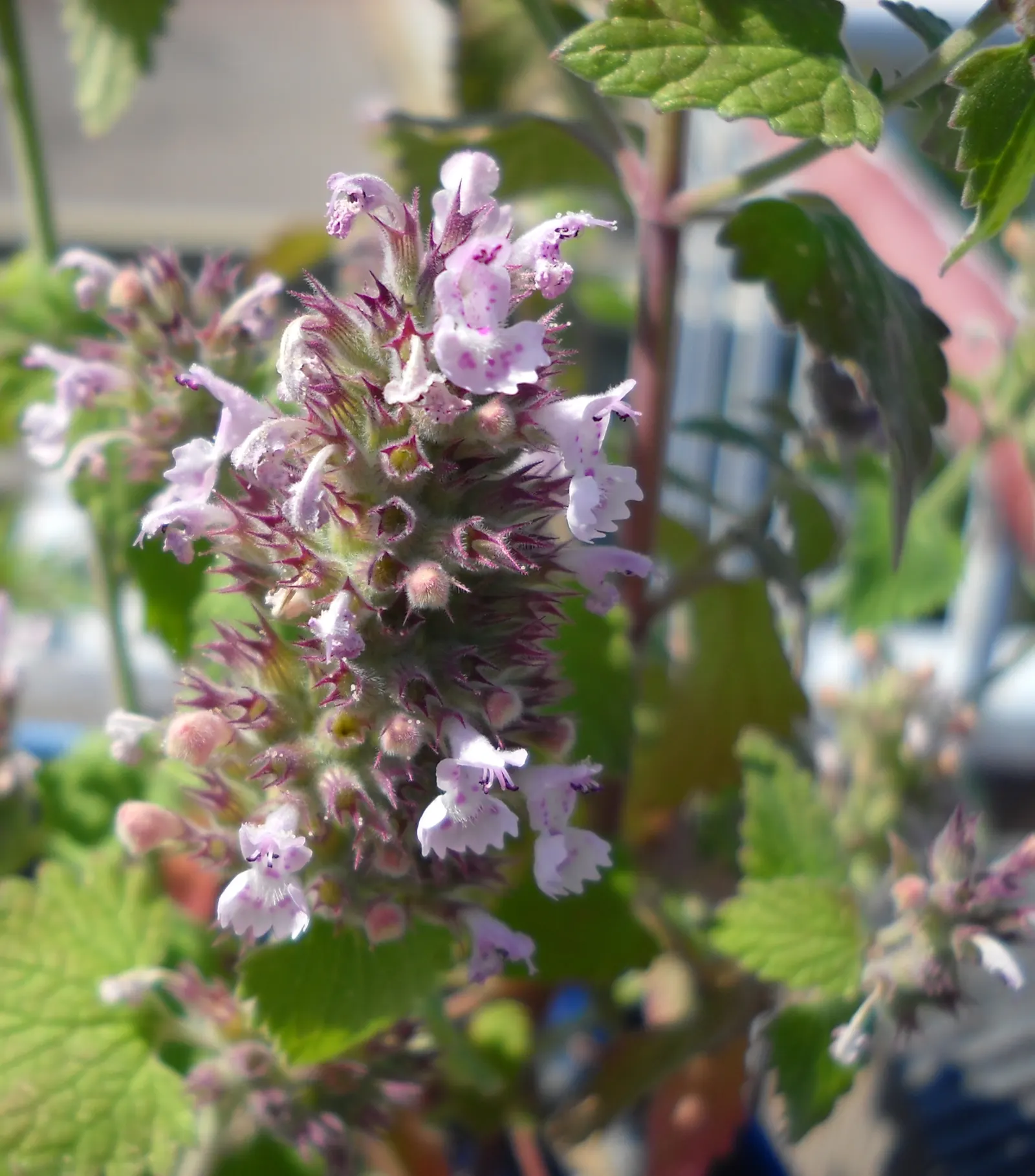 Catnip Mint (Nepeta Catariensis) — blue and purple flowers in the garden
