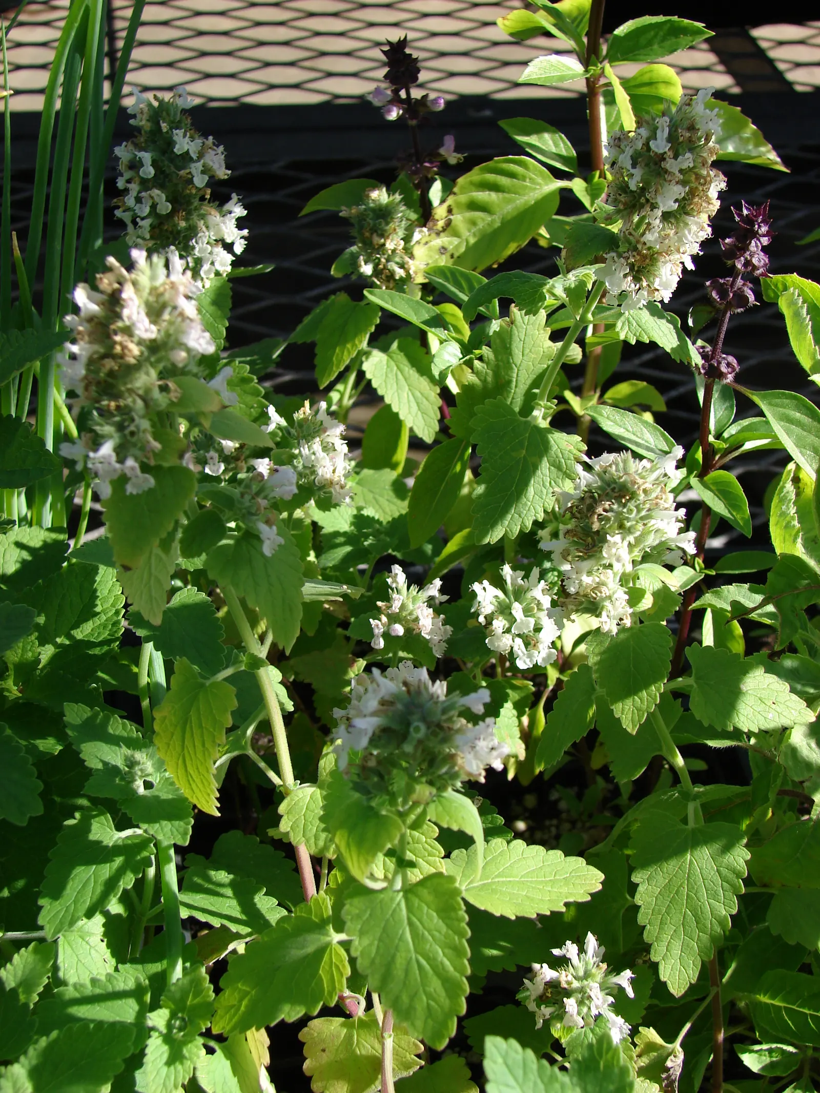 Catnip Mint (Nepeta Catariensis) — offering a subtle yet vibrant display against the soft-textured leaves; making it an excellent addition to casual, image 84
