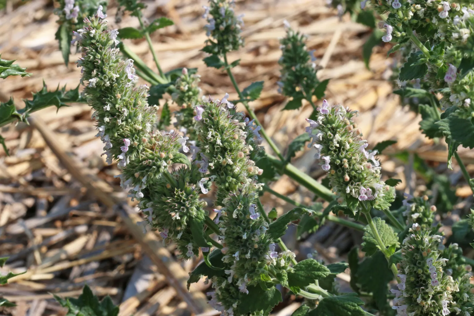 Catnip Mint (Nepeta Catariensis) — Most commonly used for its striking appearance and sensory appeal in a landscape