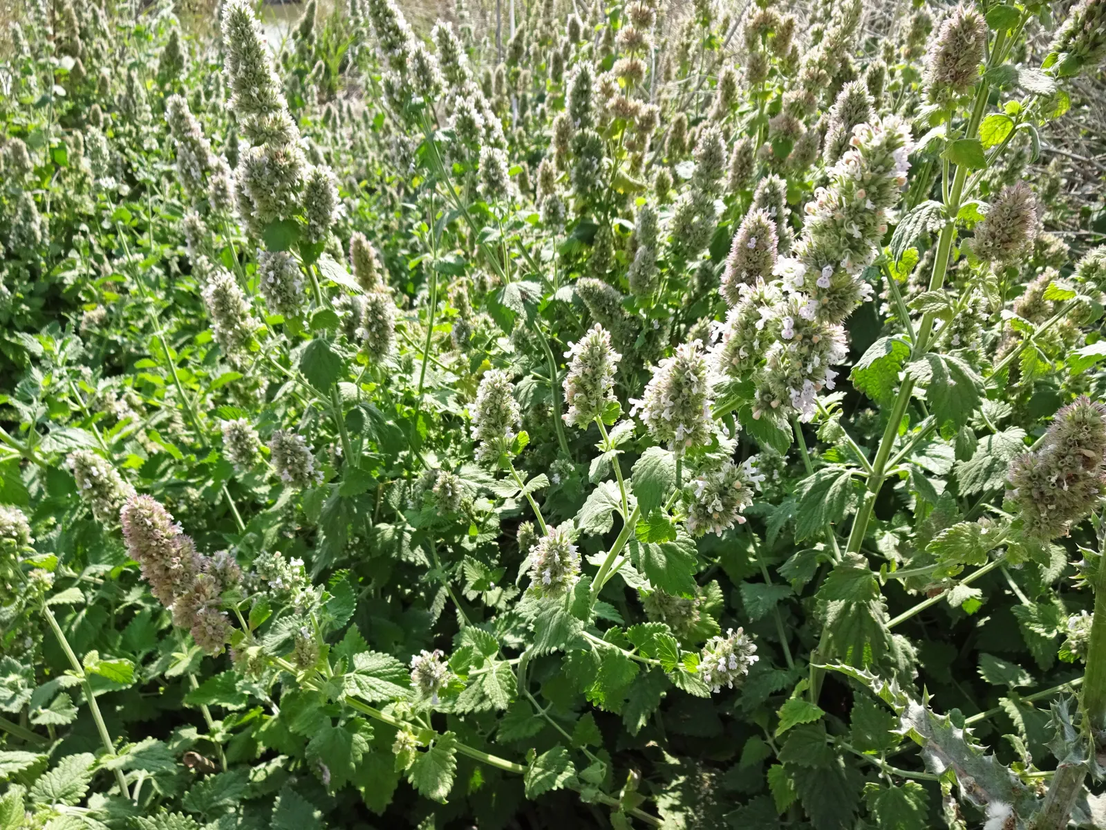 Catnip Mint (Nepeta Catariensis) — gray-green leaves and summer-blooming lavender flowers
