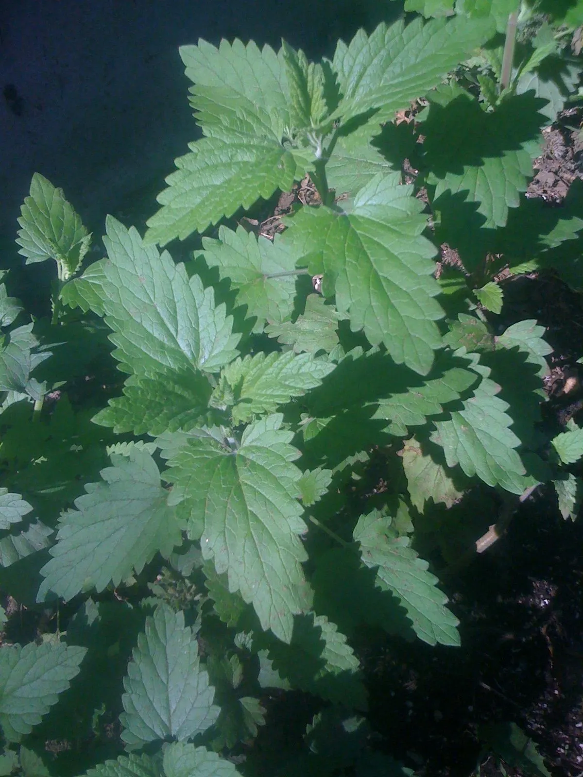 Catnip Mint (Nepeta Catariensis) — catnip entices both pollinators and felines; it performs best in full sun to part shade, preferring well-drained soils