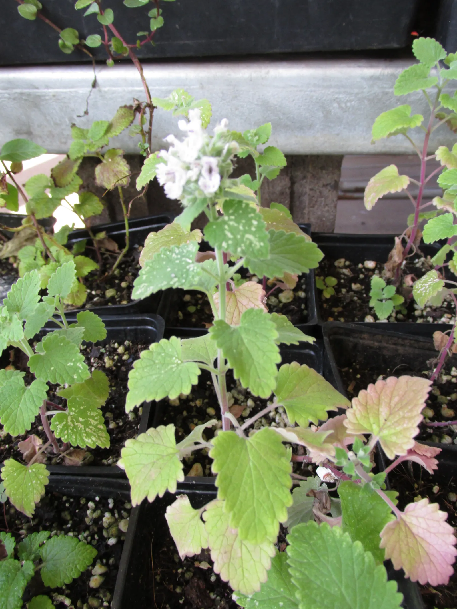 Catnip Mint (Nepeta Catariensis) — Renowned for its aromatic; and is drought resistant once established, image 68