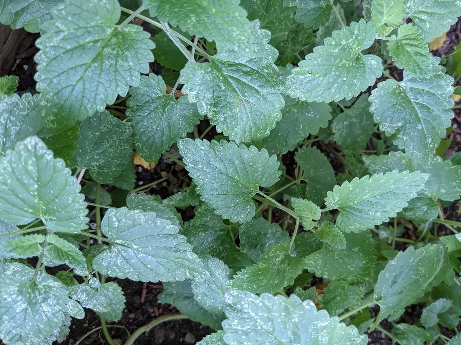 Catnip Mint (Nepeta Catariensis) — scientifically identified as Nepeta cataria; it typically attains heights of 2-3 feet and spreads 1-2 feet, image 74