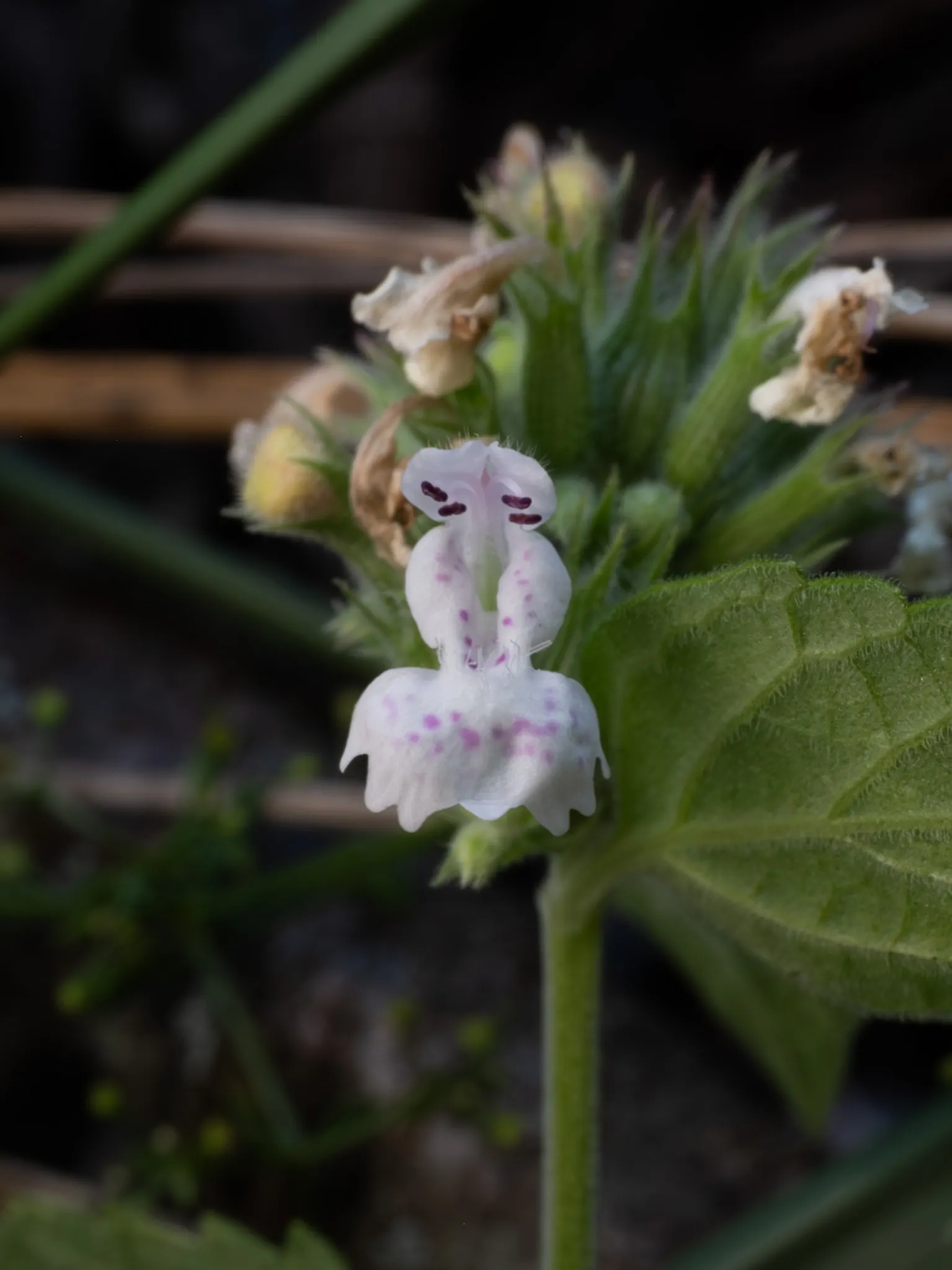 Catnip Mint (Nepeta Catariensis) — adding ecological value to your garden.<br><br>For optimal growth; this herbaceous perennial prefers a full sun to partial