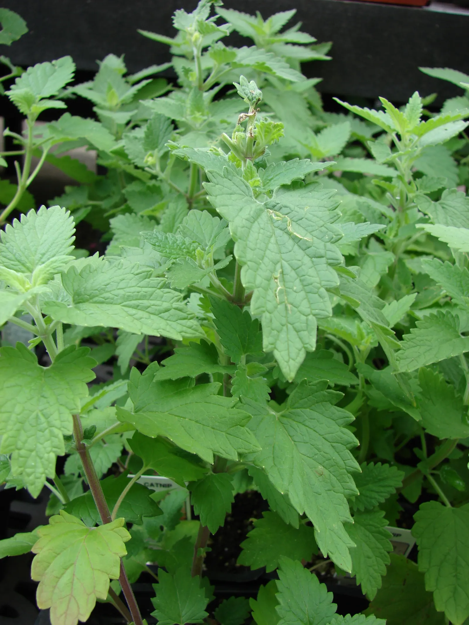 Catnip Mint (Nepeta Catariensis) — It tolerates a variety of soil types