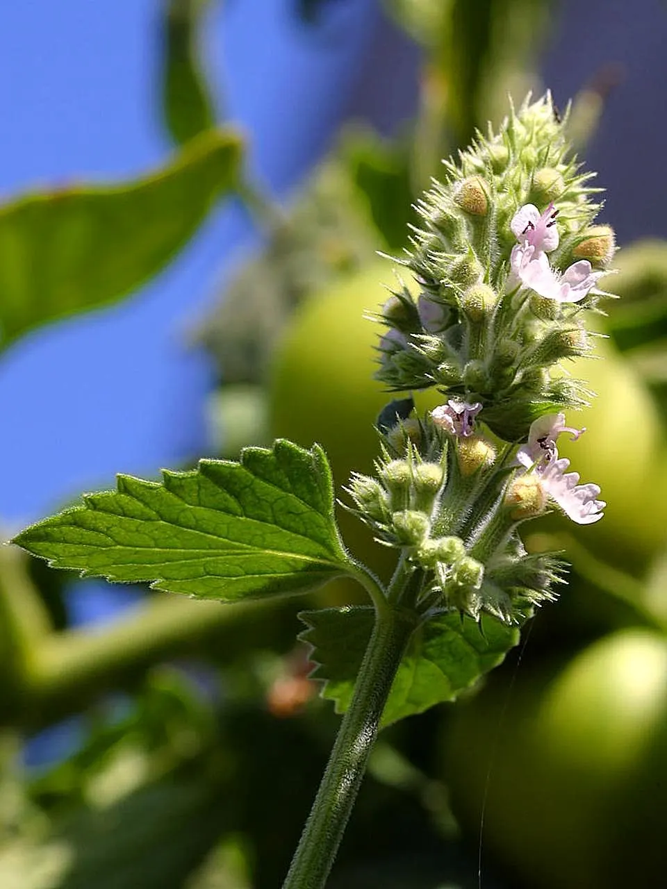 Catnip Mint (Nepeta Catariensis) — catnip entices both pollinators and felines; it performs best in full sun to part shade, preferring well-drained, image 70