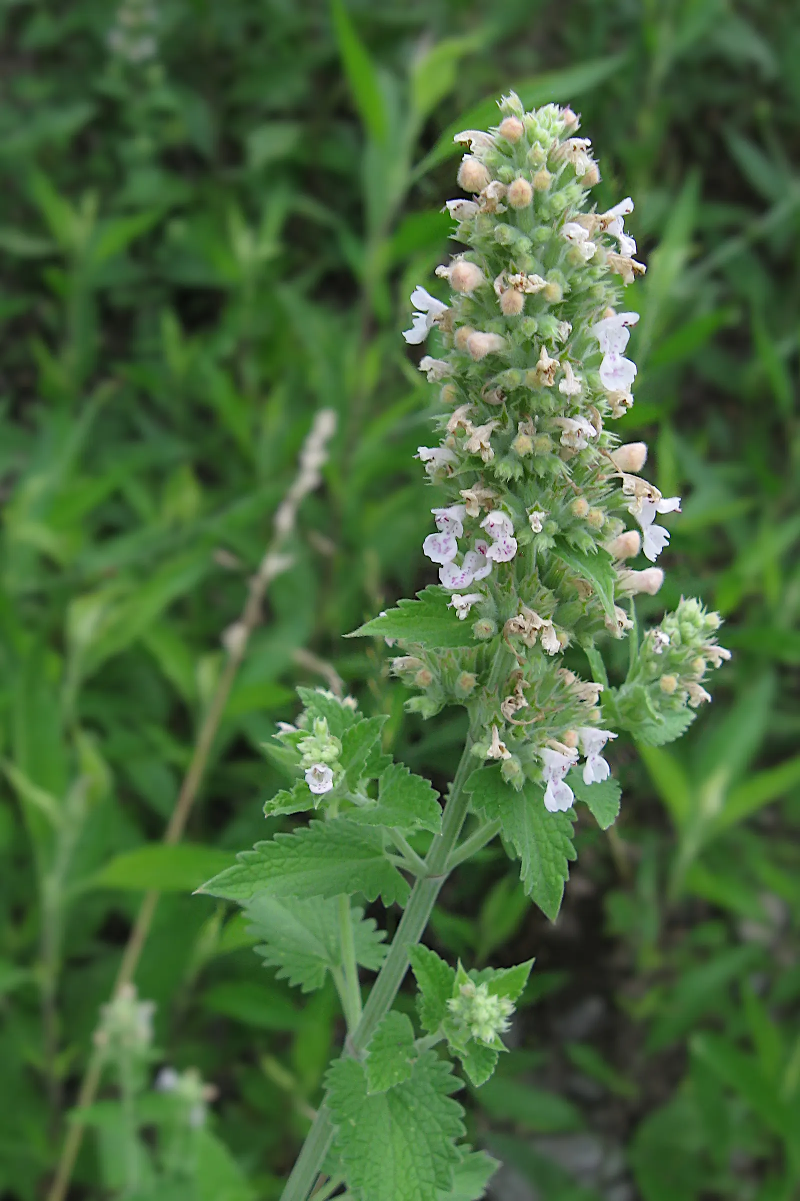 Catnip Mint (Nepeta Catariensis) — Most commonly used for its striking appearance and sensory appeal in a landscape; it tolerates a variety of soil, image 77