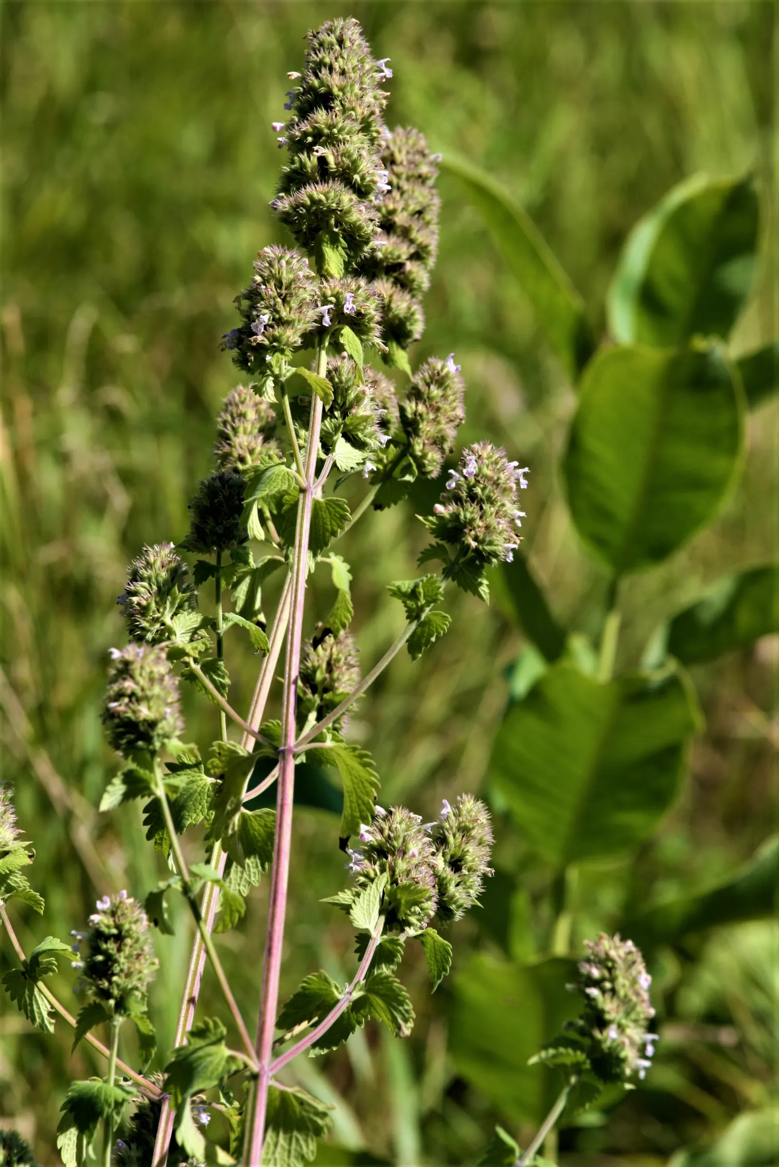 Catnip Mint (Nepeta Catariensis) — catnip entices both pollinators and felines