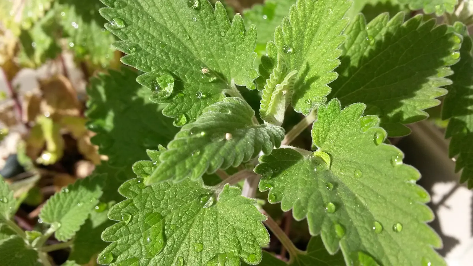 Catnip Mint (Nepeta Catariensis) — Catnip Mint can serve both an ornamental and functional purpose