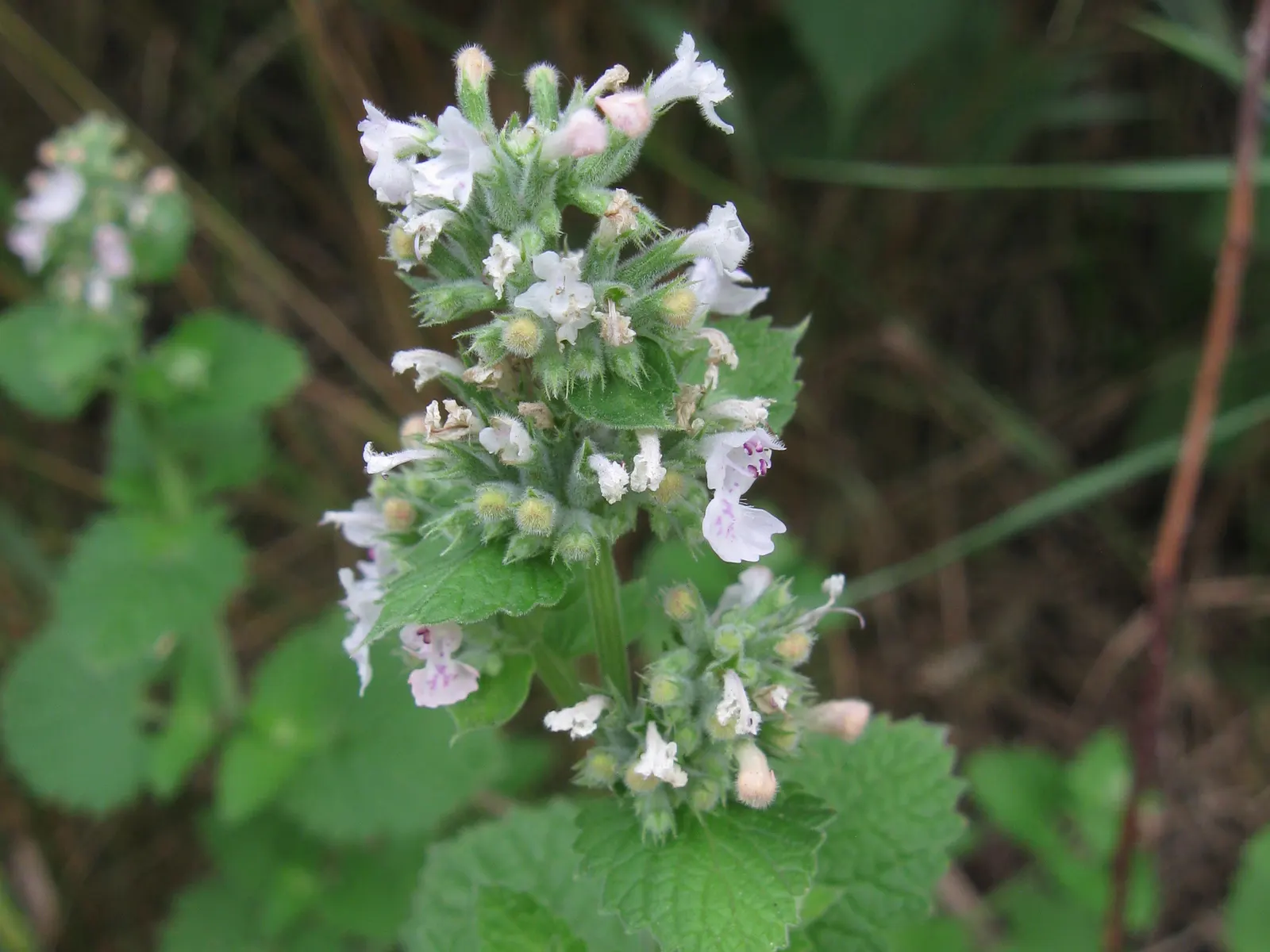 Catnip Mint (Nepeta Catariensis) — making it an excellent addition to casual