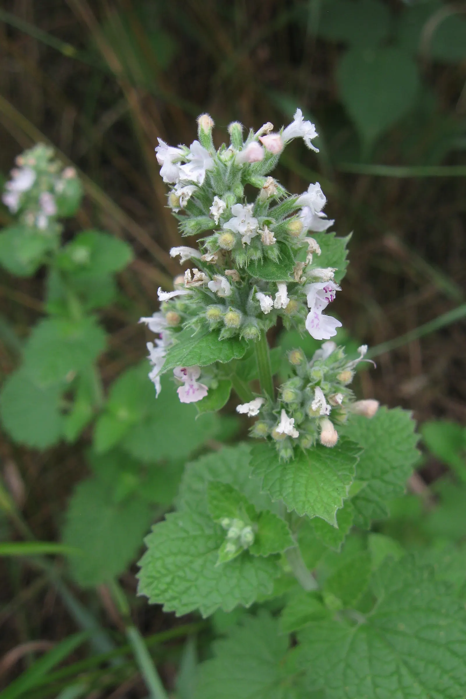 Catnip Mint (Nepeta Catariensis) — These leaves emit a distinctive