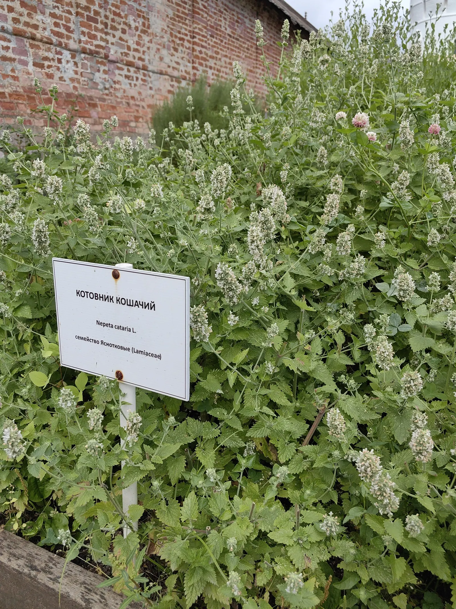 Catnip Mint (Nepeta Catariensis) — offering a subtle yet vibrant display against the soft-textured leaves; making it an excellent addition to casual