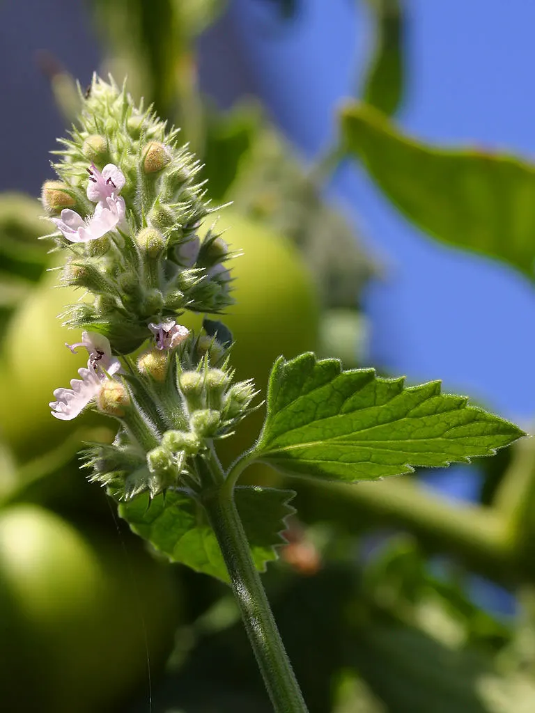 Catnip Mint (Nepeta Catariensis) — ground cover / herb / perennial with blue and purple blooms; adding ecological value to your garden.<br><br>For optimal