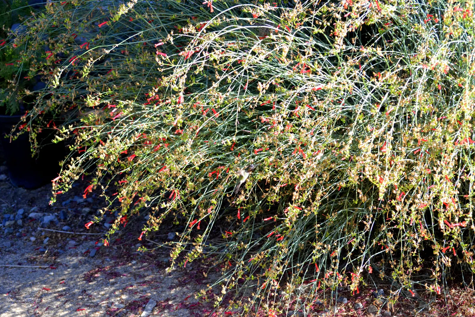 Cedros Island Snapdragon (Gambelia Juncea) — scientifically named Gambelia juncea