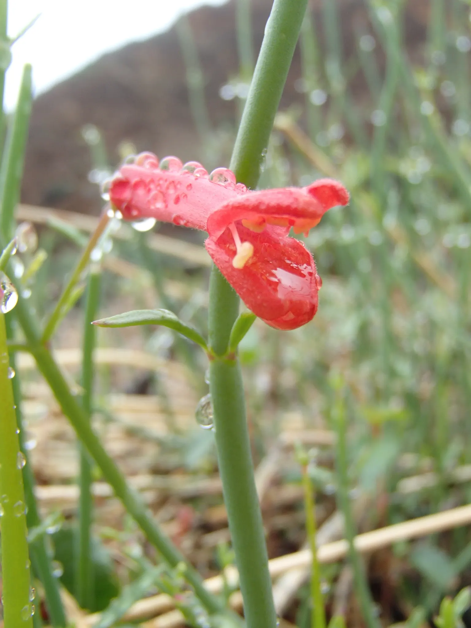 Cedros Island Snapdragon (Gambelia Juncea) — reed-like stems reaching 3-5 feet tall
