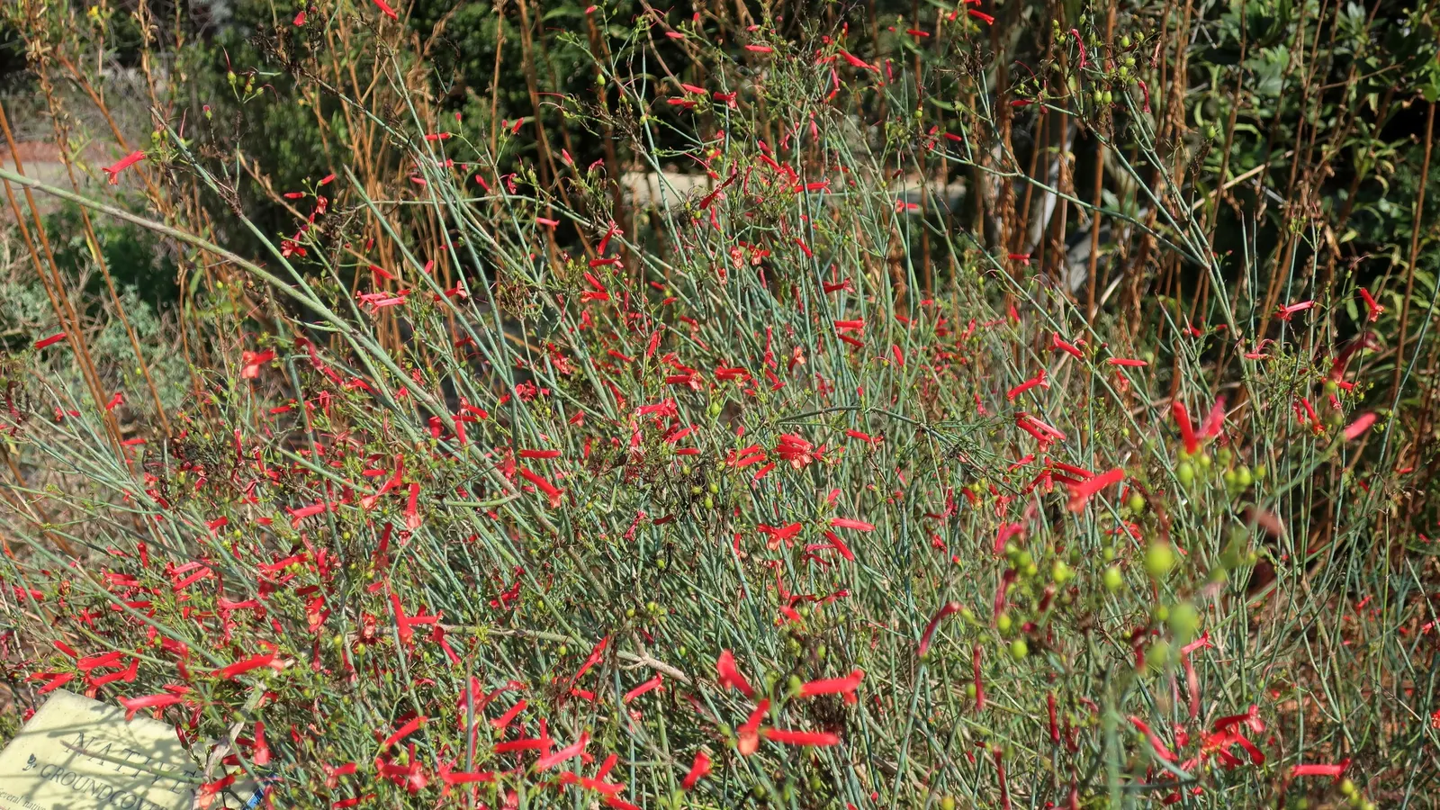Cedros Island Snapdragon (Gambelia Juncea) — This ornamental beauty is renowned for its slender