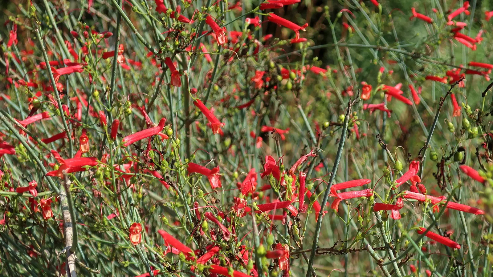 Cedros Island Snapdragon (Gambelia Juncea) — which are a unique characteristic setting it apart from other snapdragons