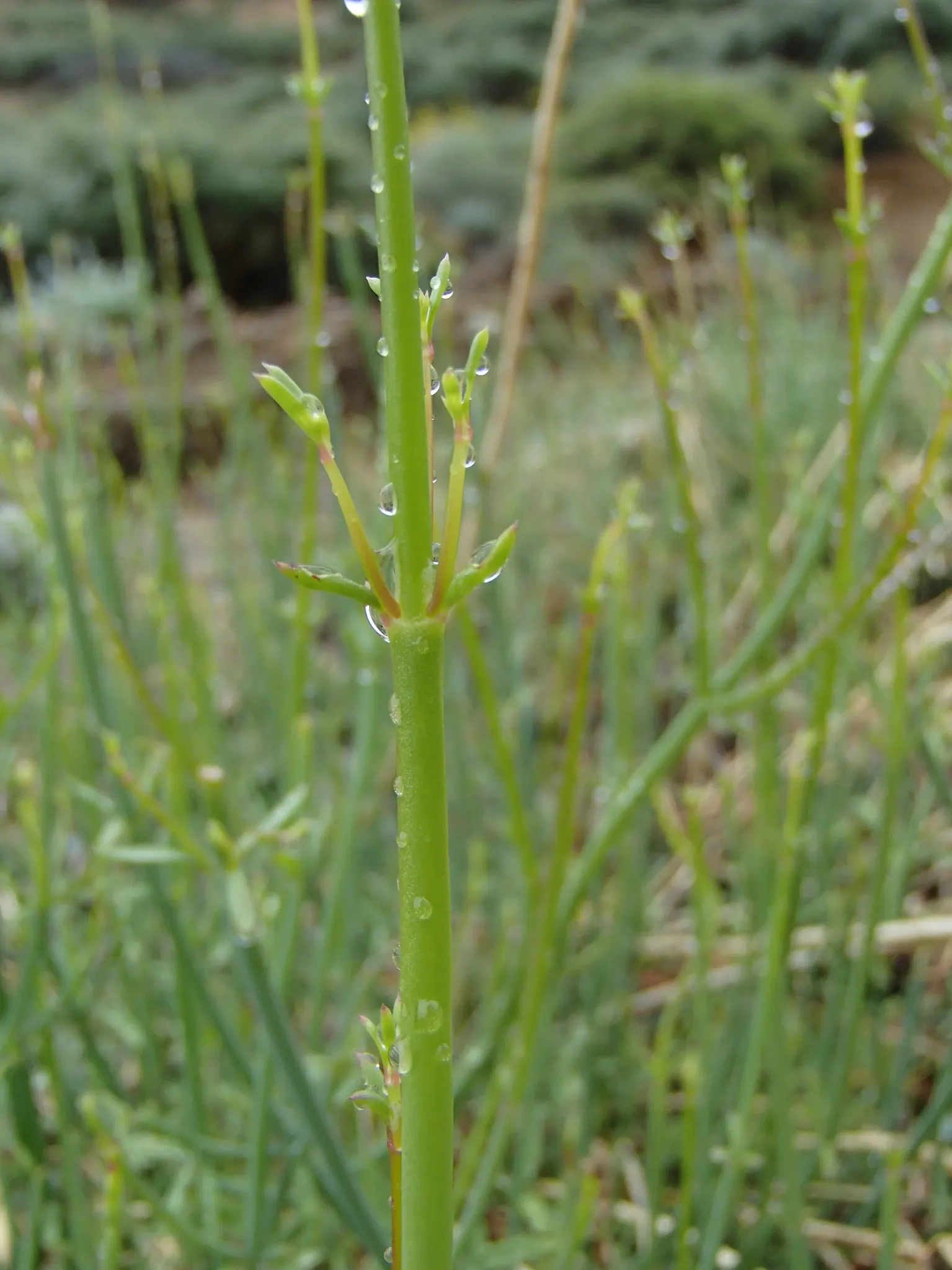 Cedros Island Snapdragon (Gambelia Juncea) — and minimal water once established