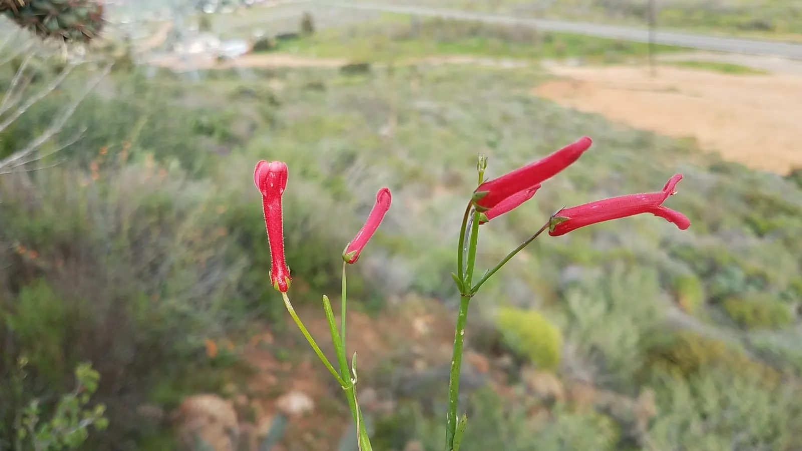 Cedros Island Snapdragon (Gambelia Juncea) — Spring through summer, it showcases tubular red flowers, attracting hummingbirds