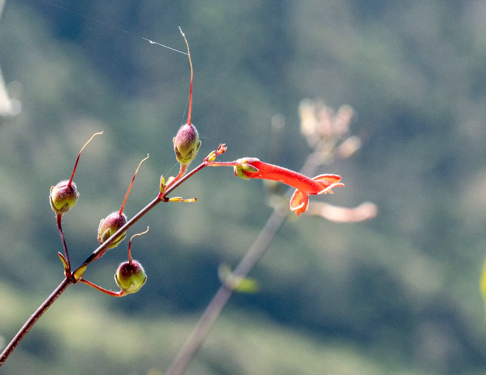 Cedros Island Snapdragon (Gambelia Juncea) — making it an excellent choice for drought-tolerant landscapes