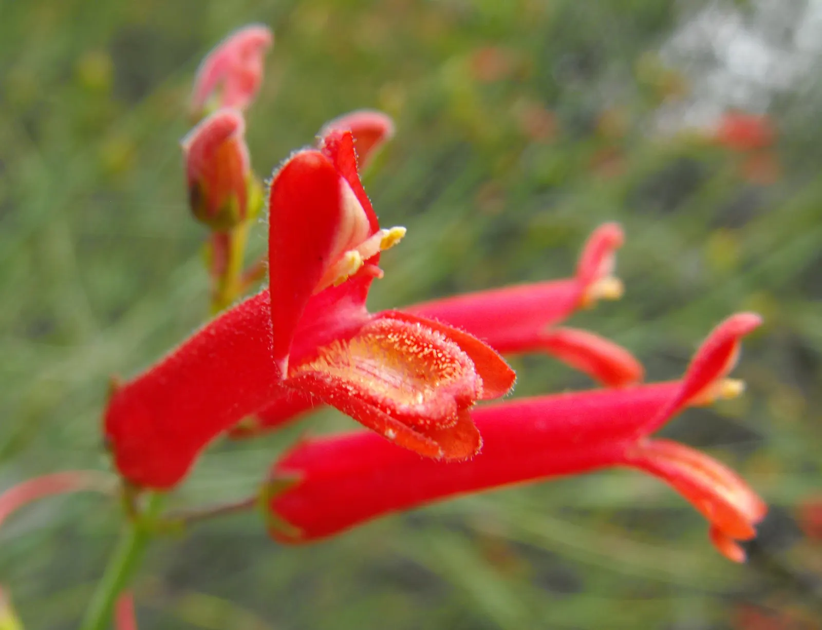 Cedros Island Snapdragon (Gambelia Juncea) — Originating from Baja California, it thrives in USDA zones 8-10