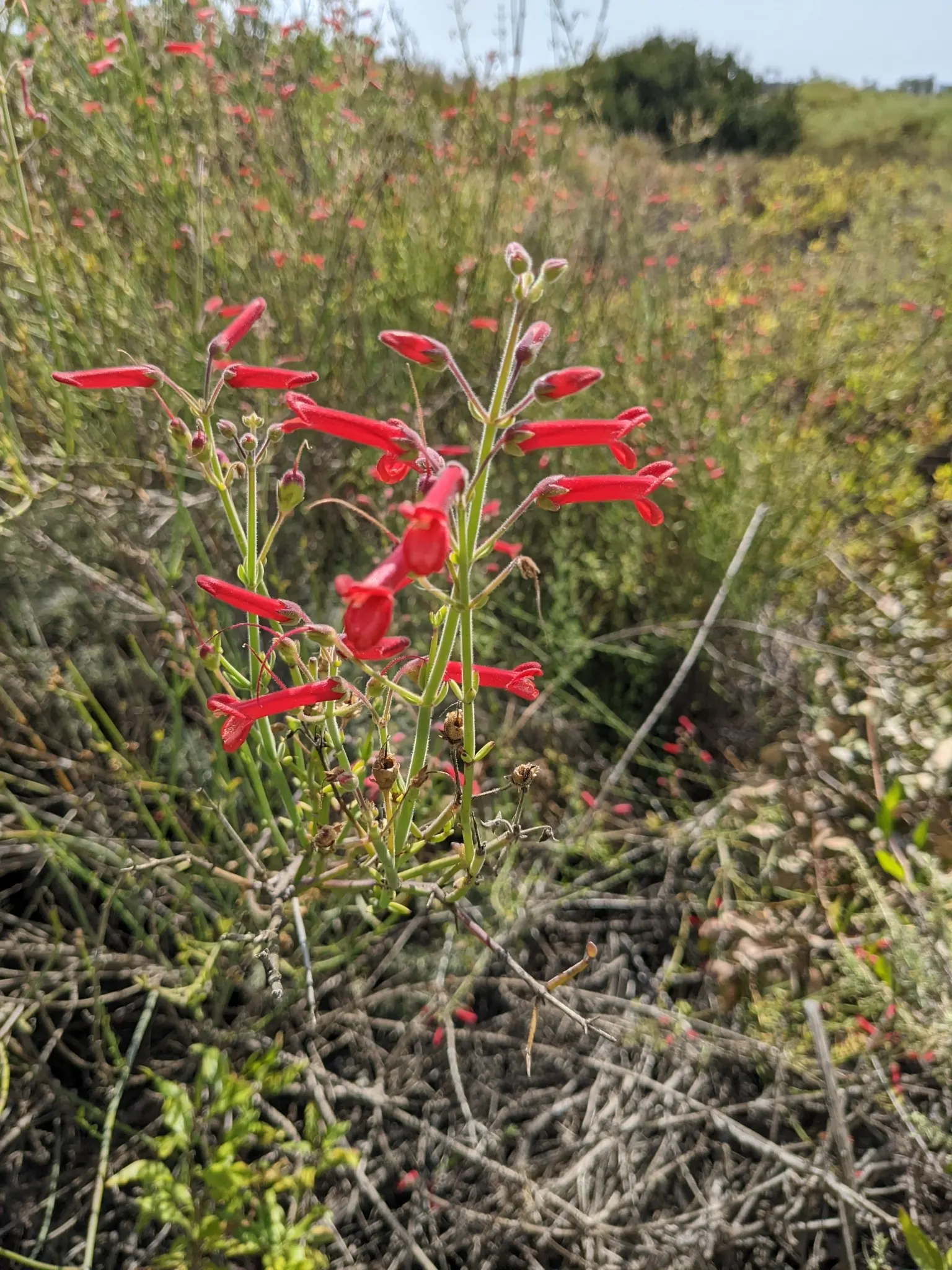 Cedros Island Snapdragon (Gambelia Juncea) — The Cedros Island Snapdragon (Gambelia juncea) is an evergreen shrub notable for its slender