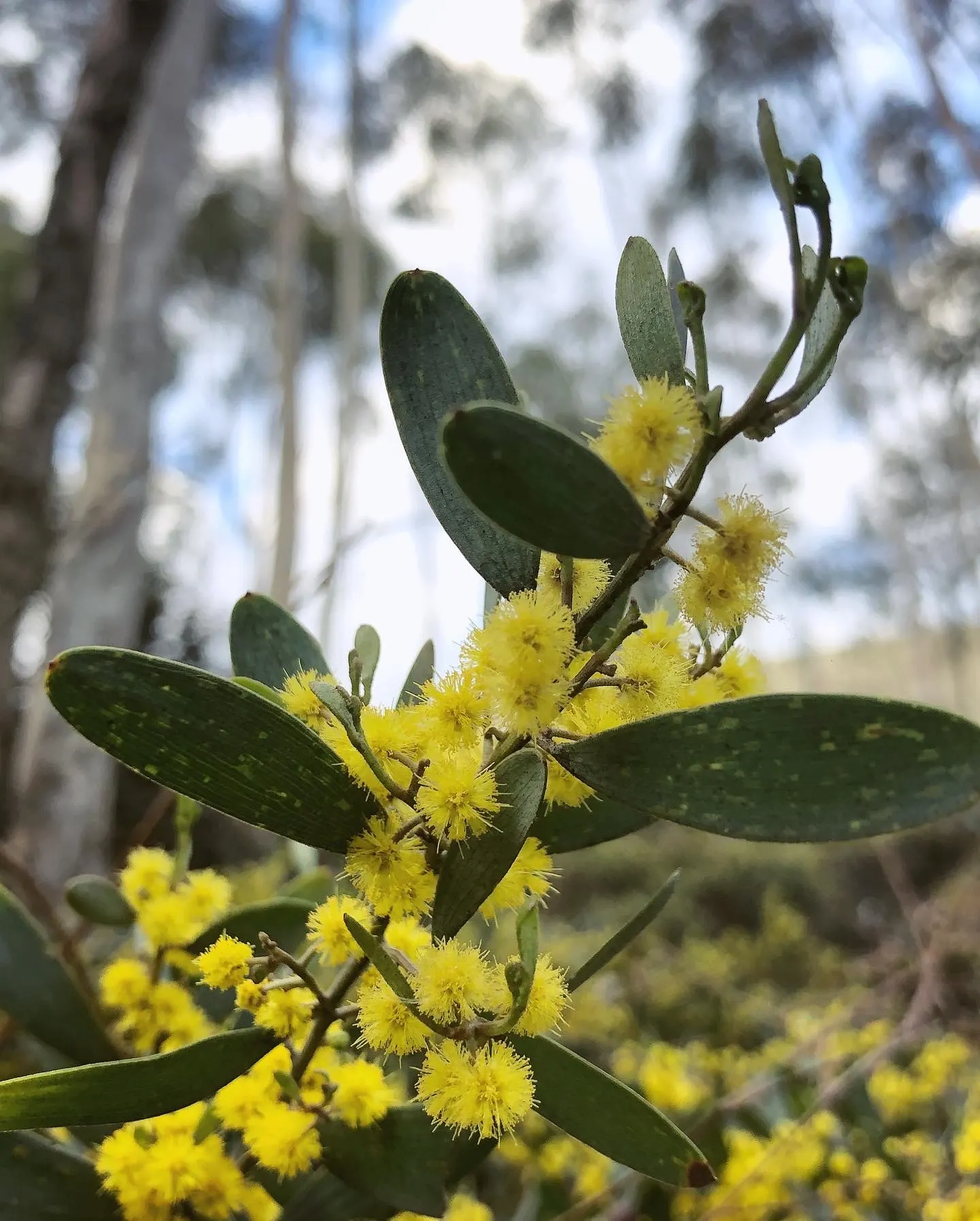Spreading Acacia (Acacia Redolens) — this resilient plant can withstand occasional frosts