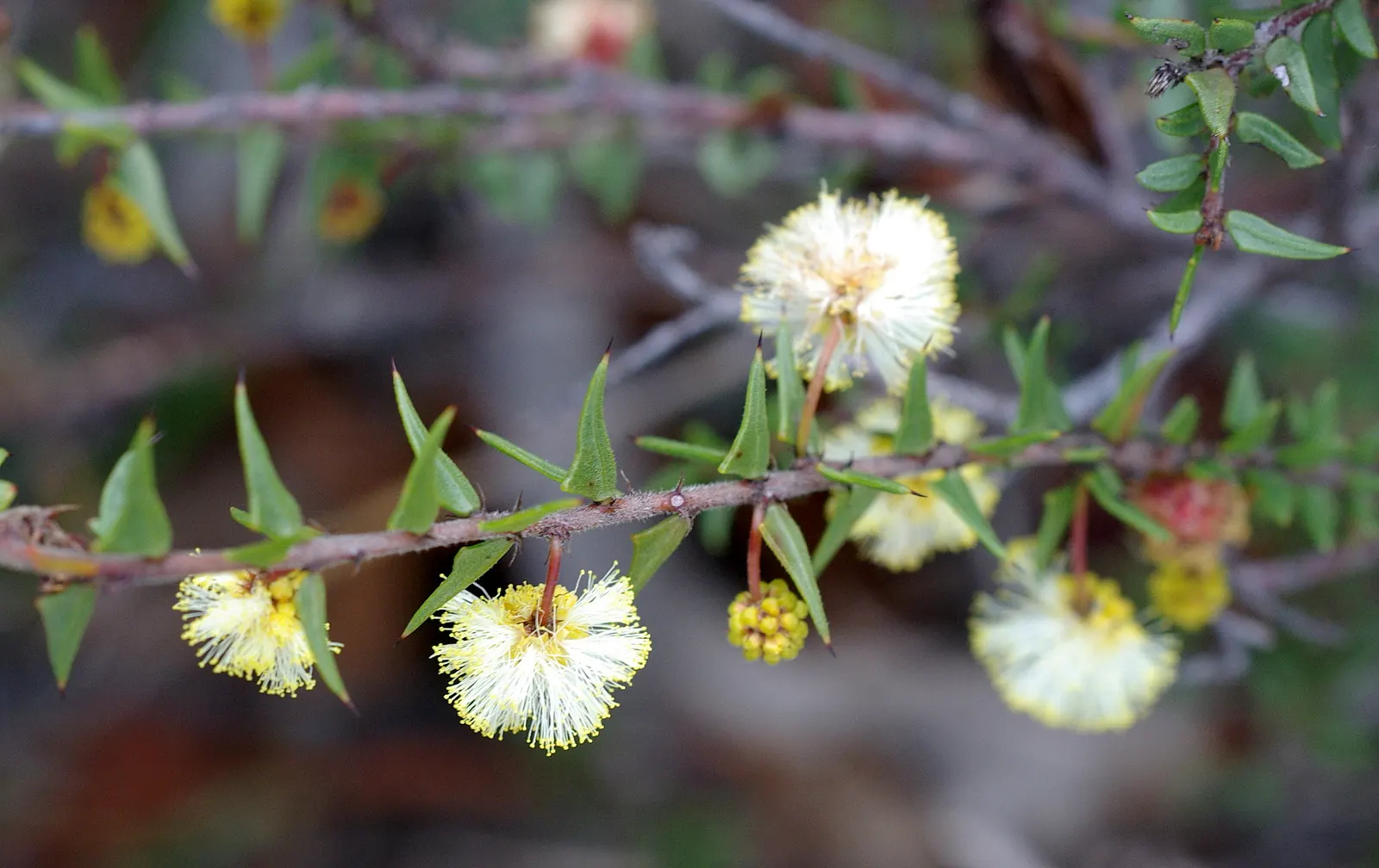 Spreading Acacia (Acacia Redolens) — Hardy in USDA zones 9-11, it thrives under full sun with minimal water