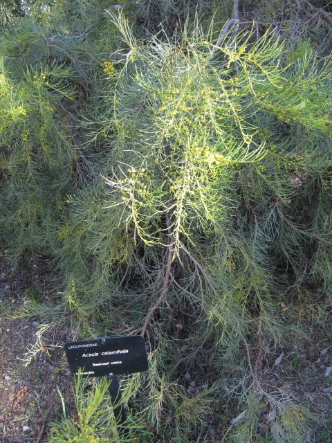 Spreading Acacia (Acacia Redolens) — evergreen groundcover native to Western Australia