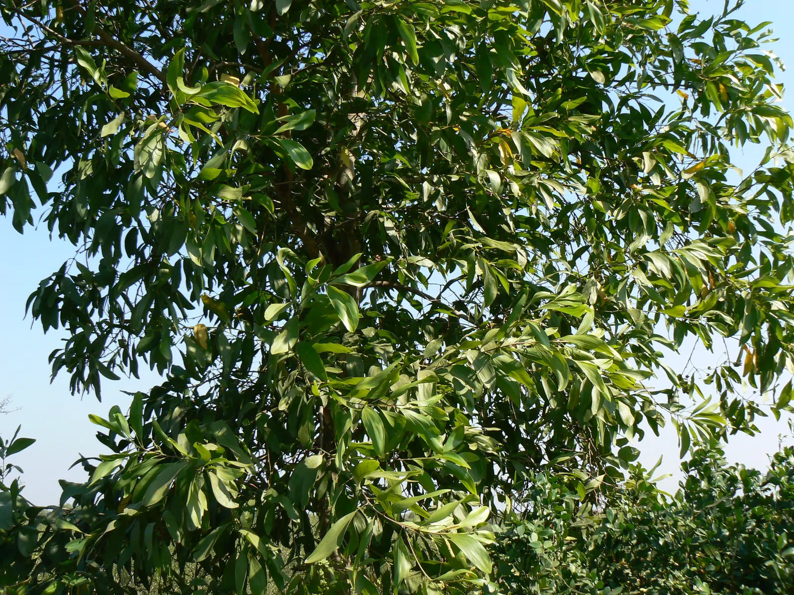 Spreading Acacia (Acacia Redolens) — Adding a layer of mulch around the base can help retain soil moisture and reduce weed competition