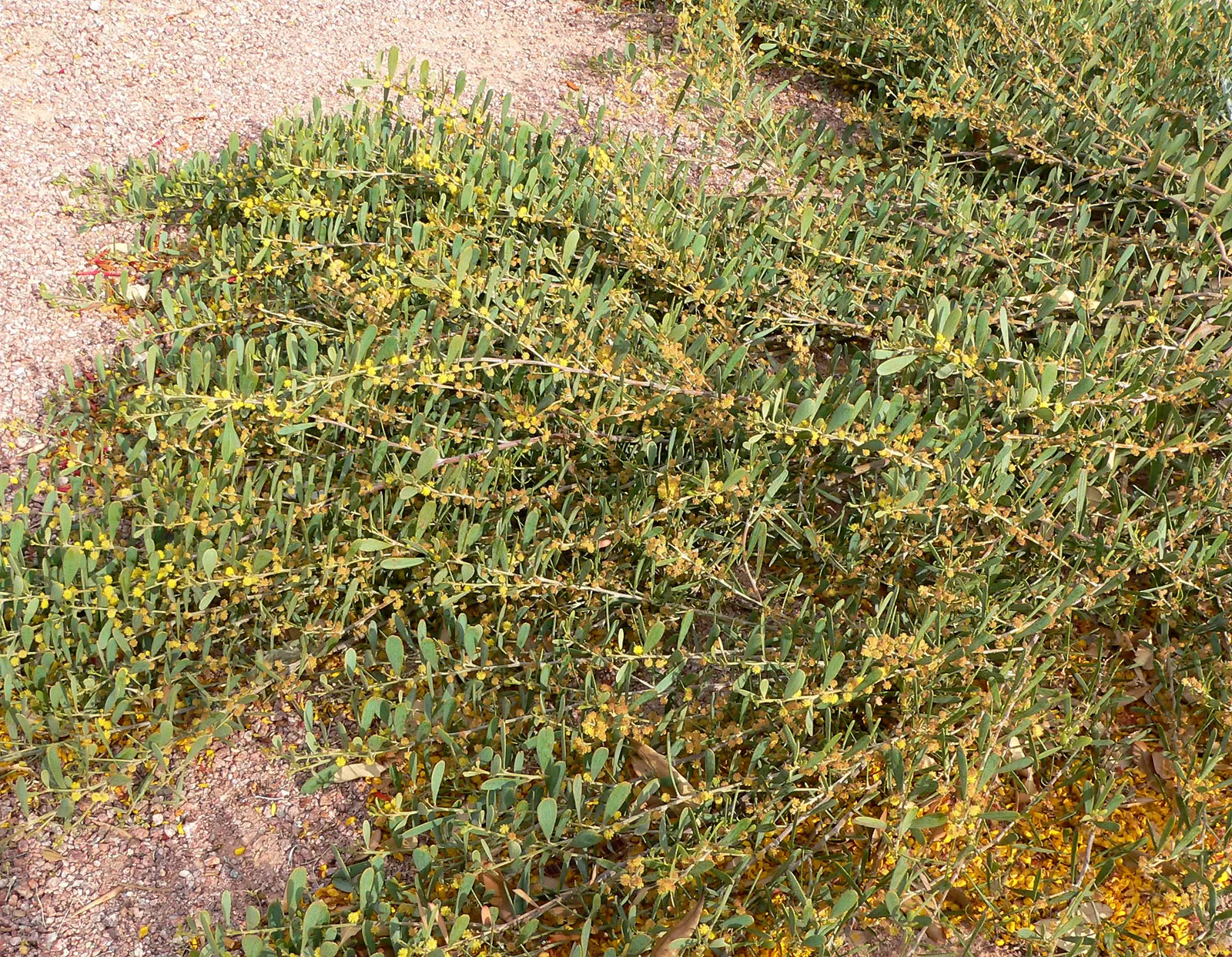 Spreading Acacia (Acacia Redolens) — It prefers well-drained soils but can tolerate a range of soil types