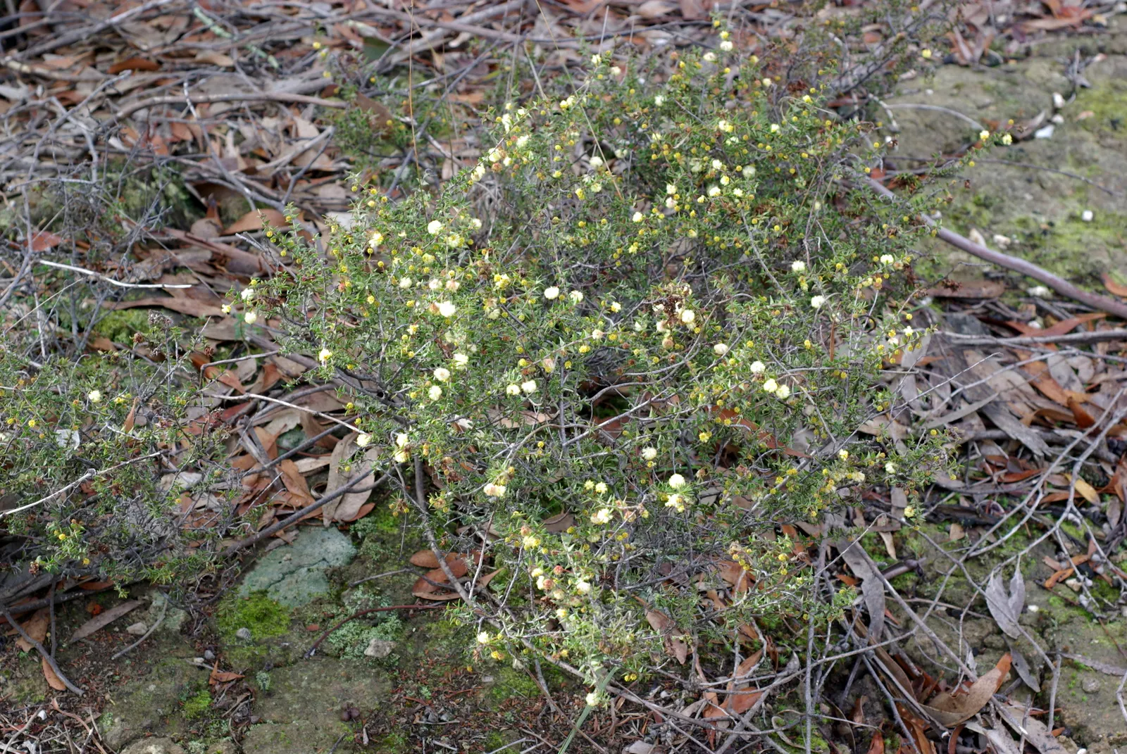 Spreading Acacia (Acacia Redolens) — Noted for its dense and spreading habit