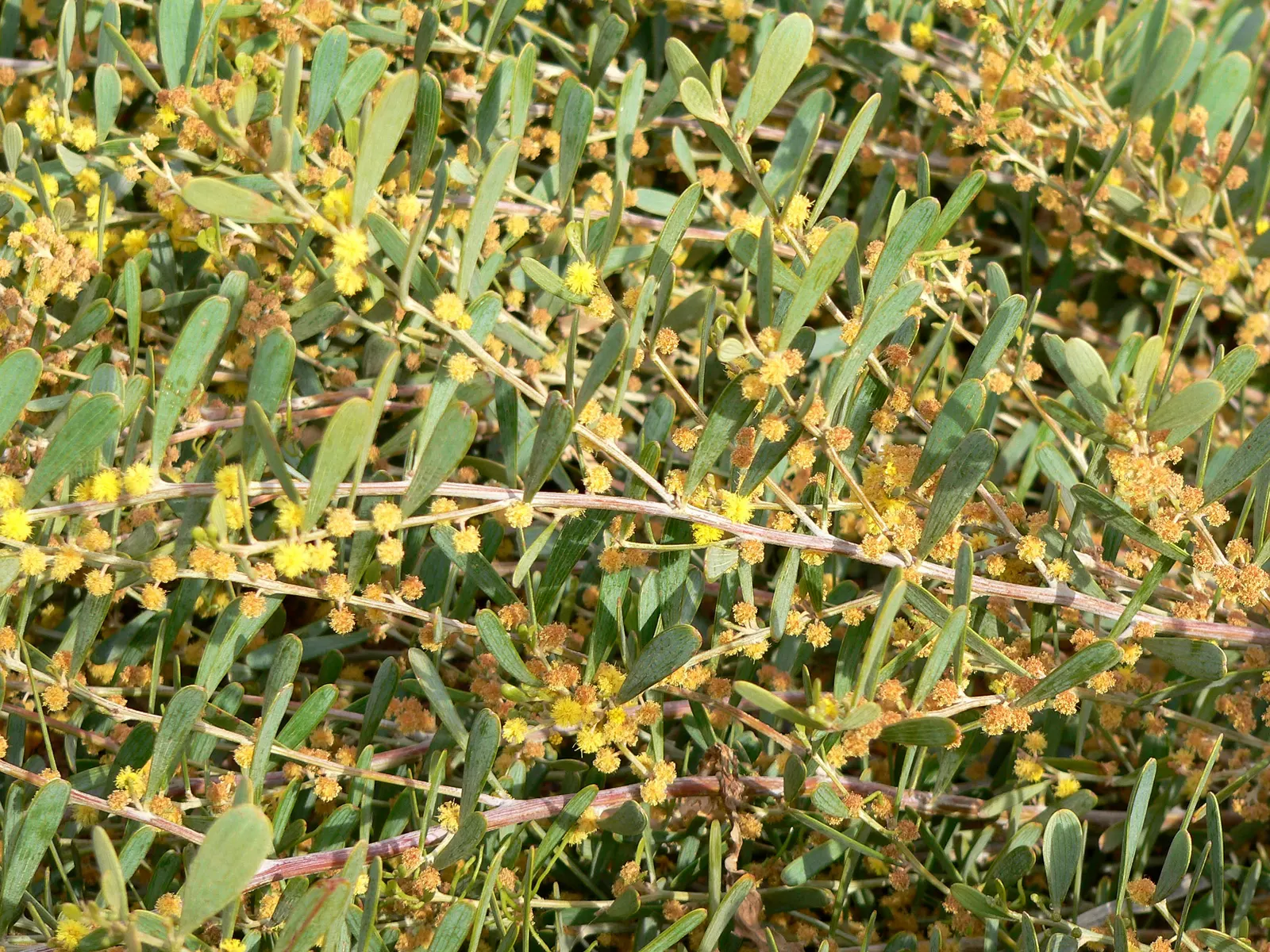 Spreading Acacia (Acacia Redolens) — It requires only occasional deep watering and minimal pruning to remove any dead or unwanted growth