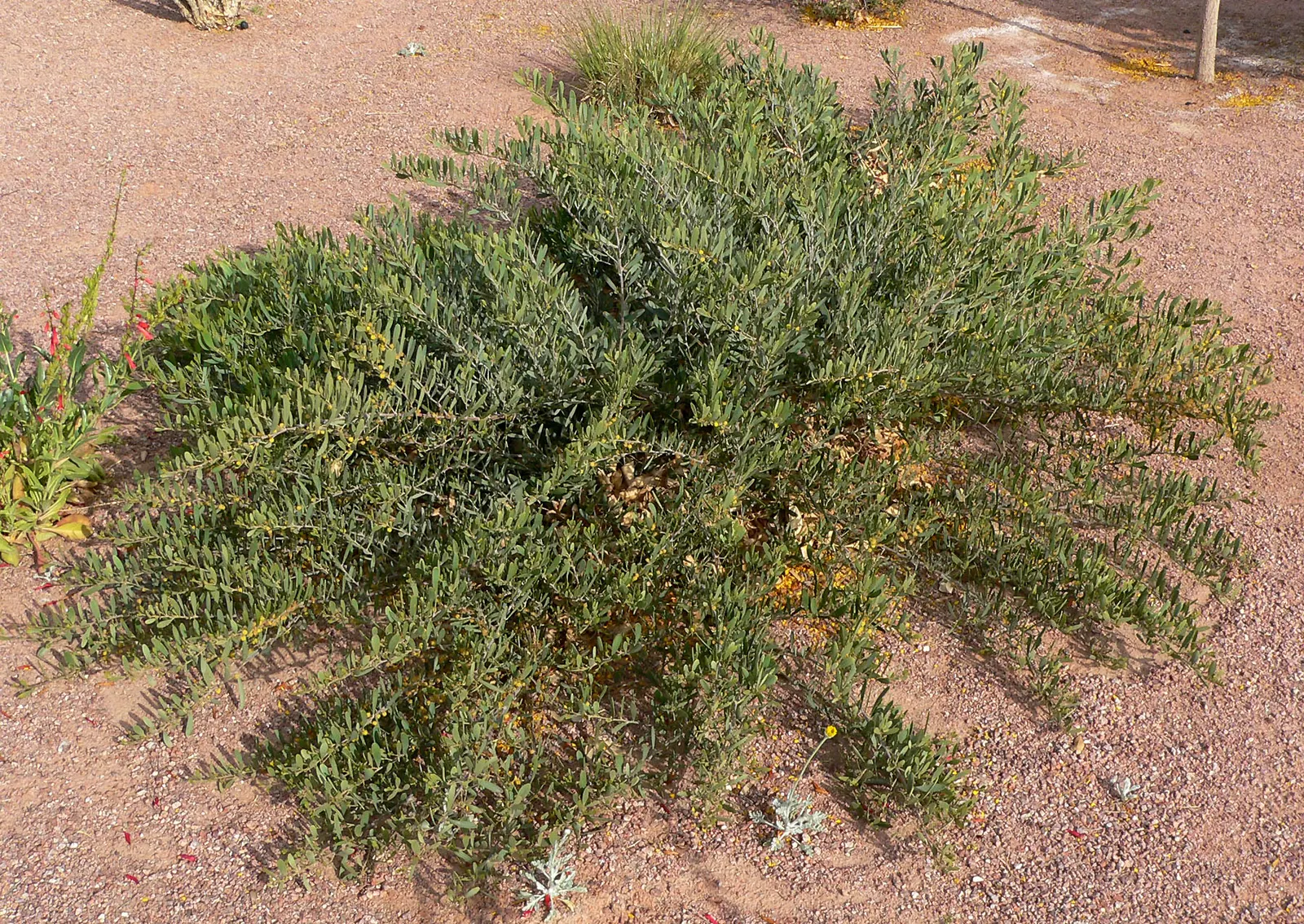 Spreading Acacia (Acacia Redolens) — making it suitable for xeric landscapes or areas with water restrictions