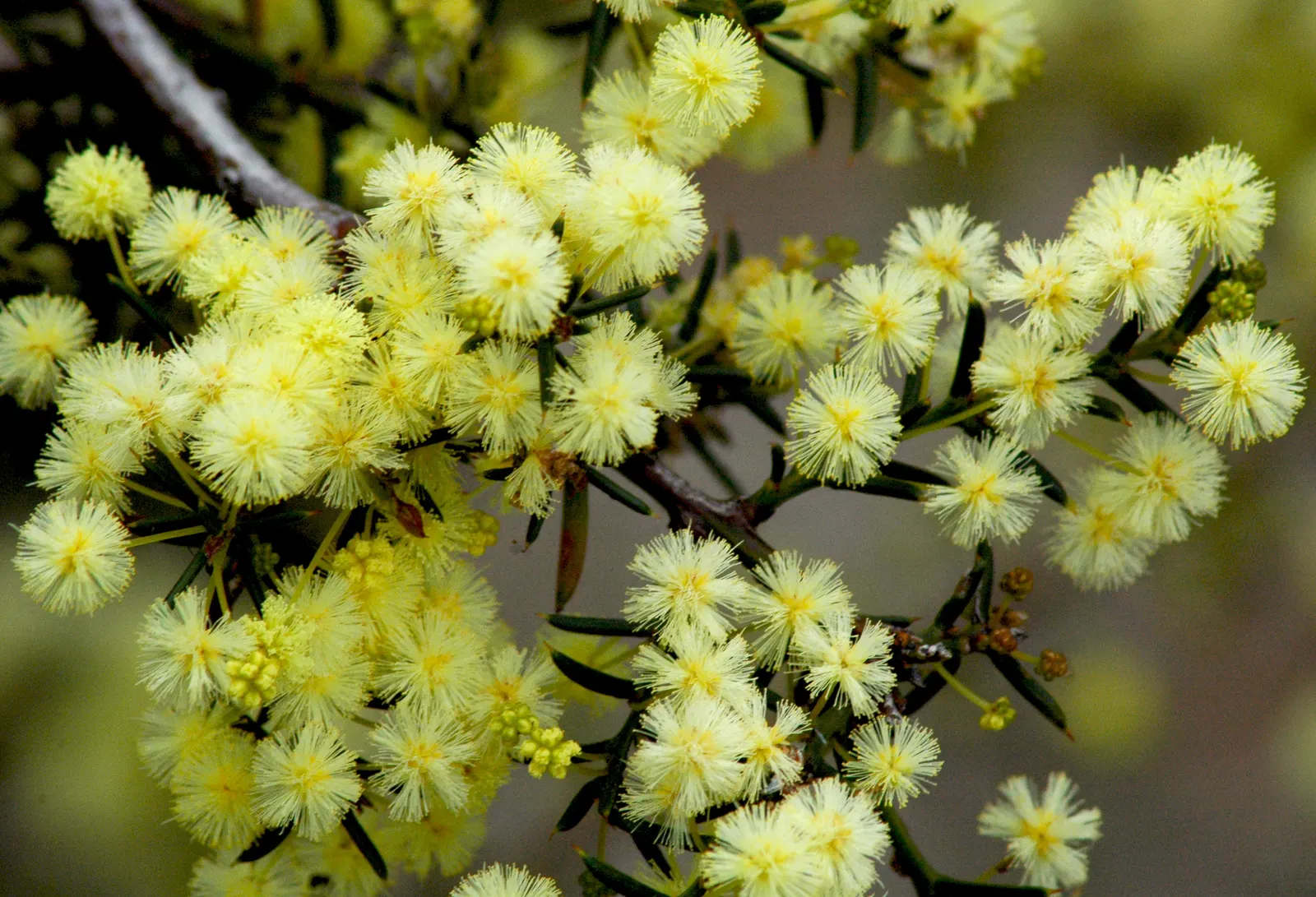 Spreading Acacia (Acacia Redolens) — The Spreading Acacia (Acacia redolens); acacia redolens is adept at stabilizing slopes and suppressing weeds