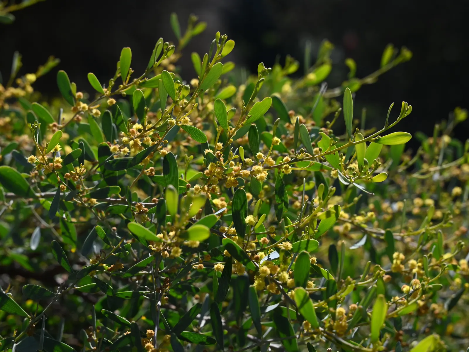 Spreading Acacia (Acacia Redolens) — ground cover / shrub for full or half