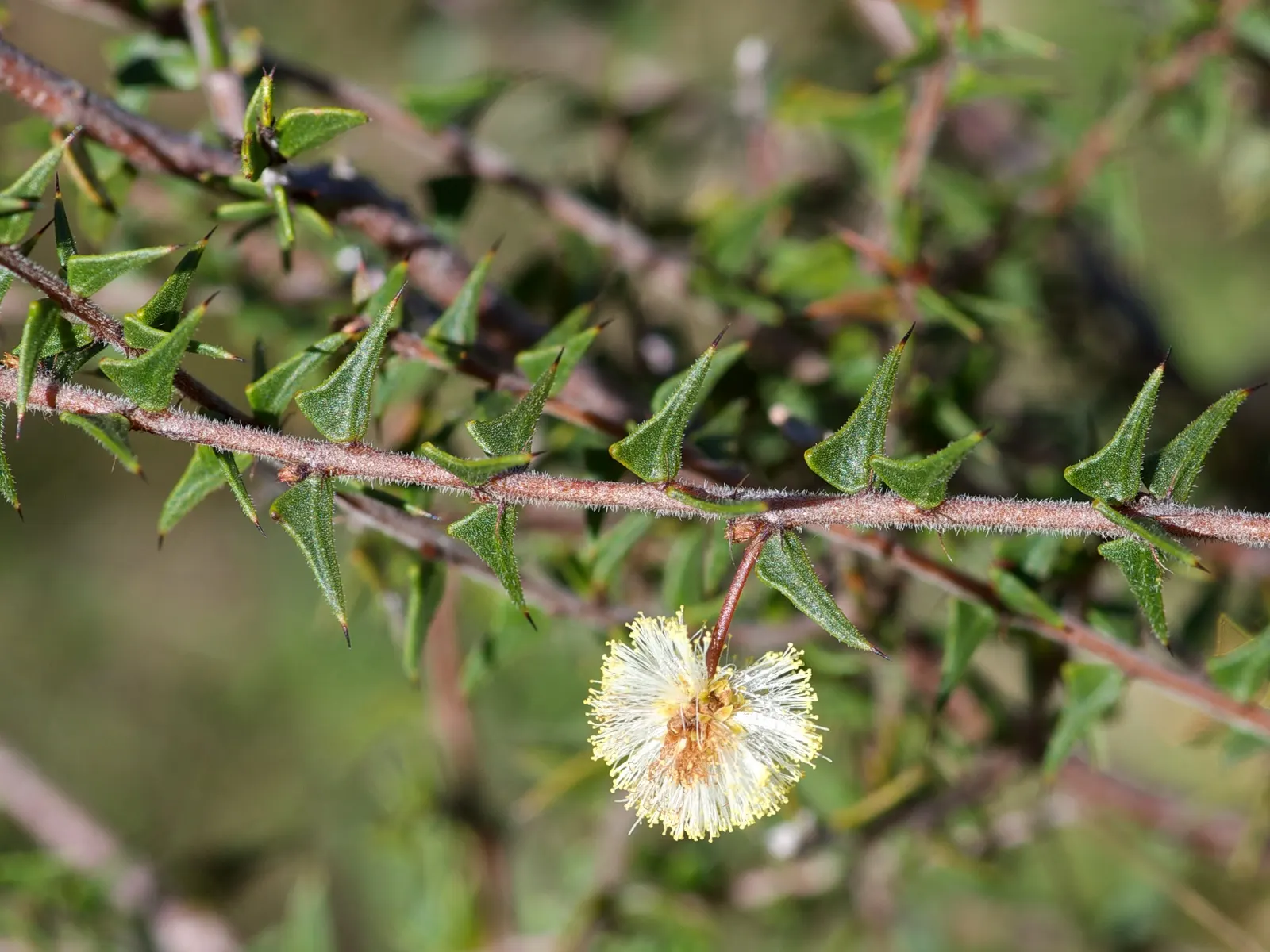 Spreading Acacia (Acacia Redolens) — from sandy to clay.<br><br>When incorporating the Spreading Acacia into a landscape design