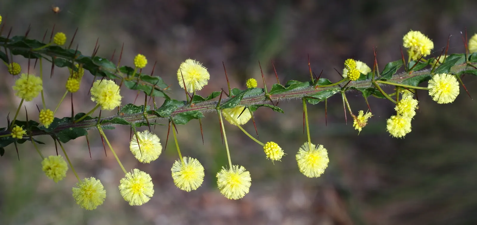 Spreading Acacia (Acacia Redolens) — is an evergreen groundcover noted for its dense; hardy in USDA zones 9-11, it thrives under full sun with minimal water