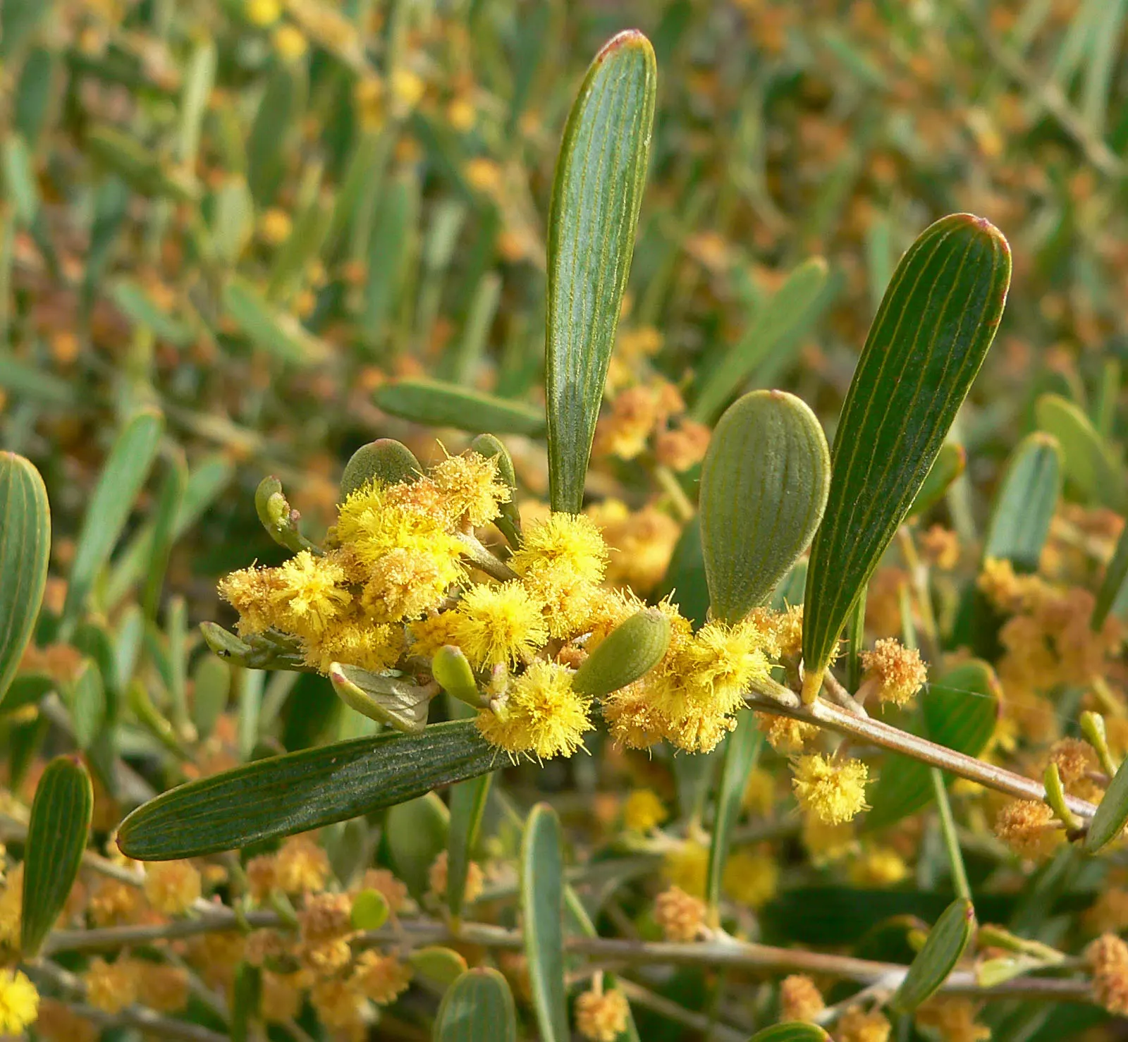 Spreading Acacia (Acacia Redolens) — consider its extensive spreading ability and plan for adequate space