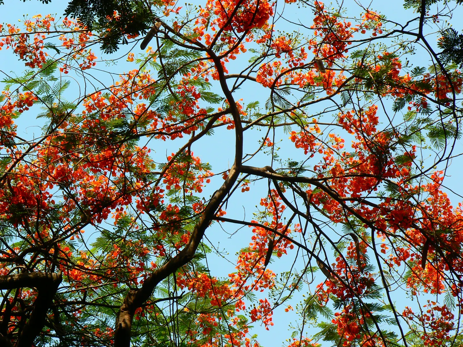 Spreading Acacia (Acacia Redolens) — The Spreading Acacia (Acacia redolens)