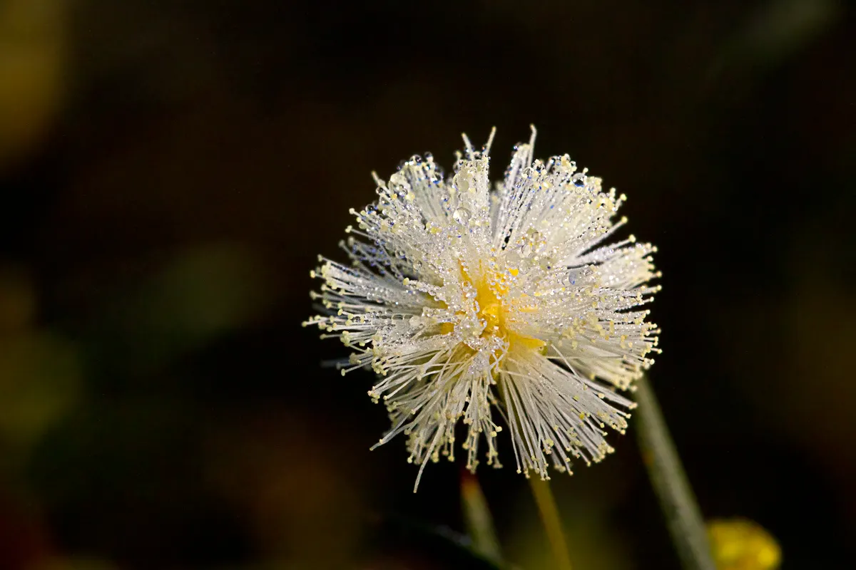 Spreading Acacia (Acacia Redolens) — low-lying growth up to 2 feet tall and 10-15 feet wide