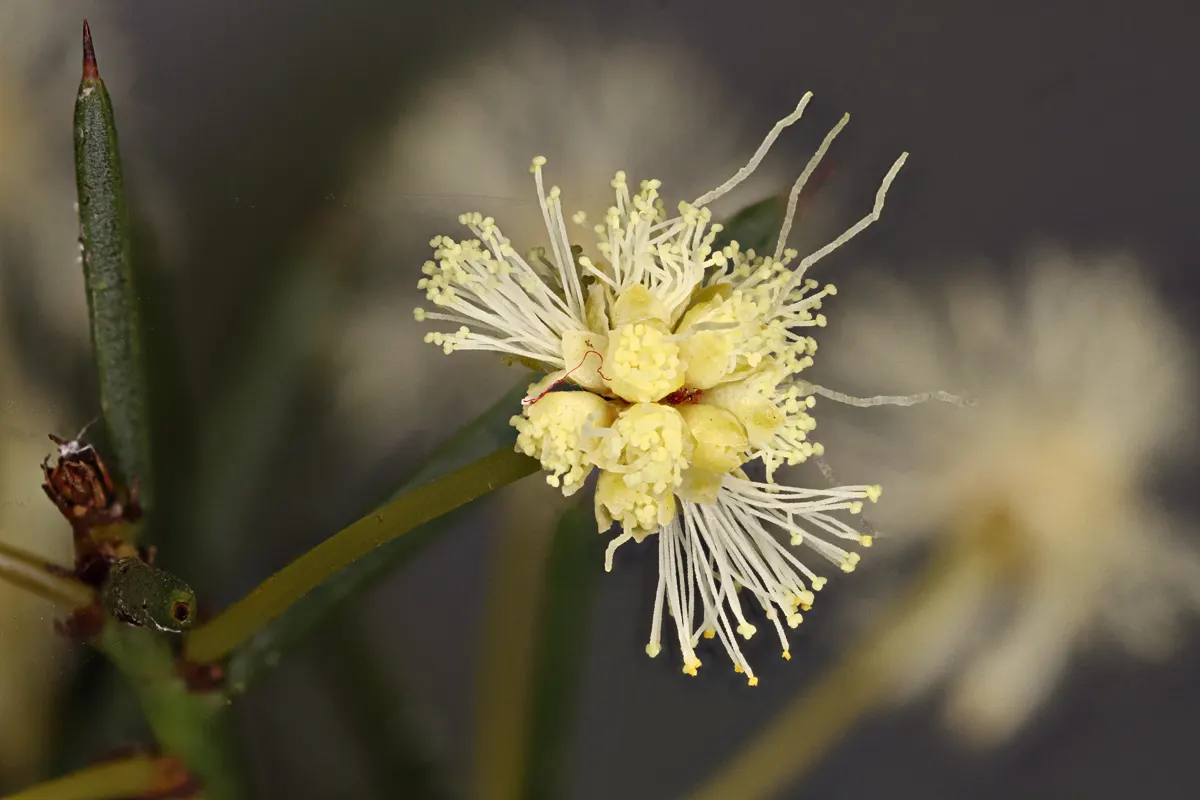 Spreading Acacia (Acacia Redolens) — with temperatures down to 20&deg;F (-6.7&deg;C)